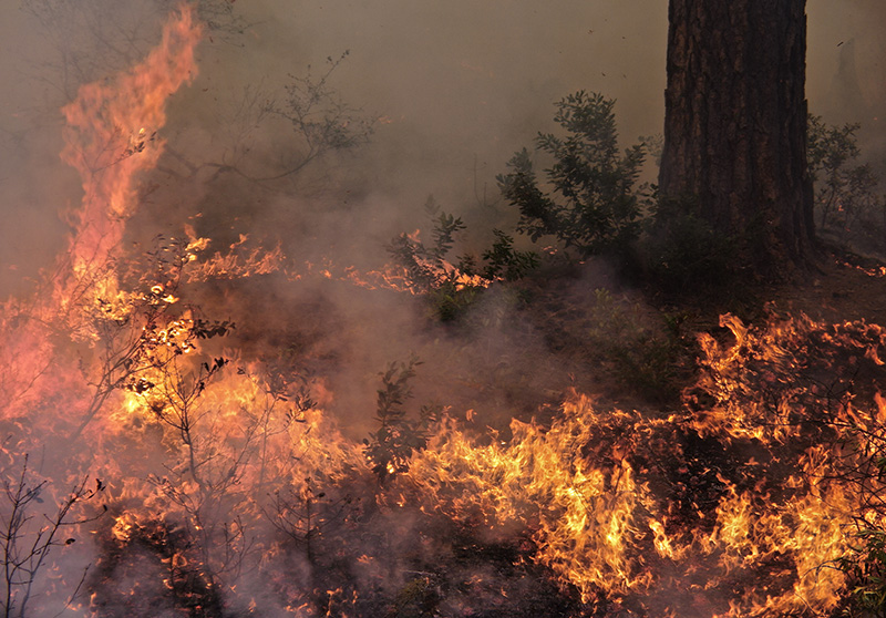 Photo taken by Tirtha Banerjee’s lab of prescribed burns at the Blodgett Forest Research Station in California