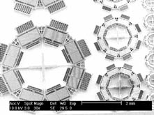 electron micrograph of gyro